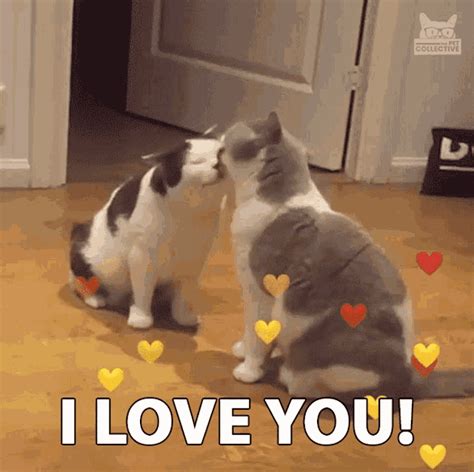 Gif love cat - With Tenor, maker of GIF Keyboard, add popular Romantic Love animated GIFs to your conversations. Share the best GIFs now >>> 